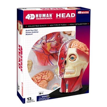 TEDCO TOYS Tedco Toys 26064 4D Human Anatomy Head Model 26064